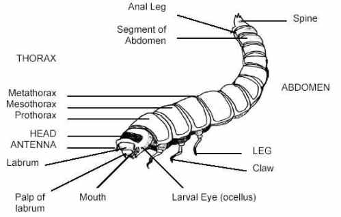Mealworm